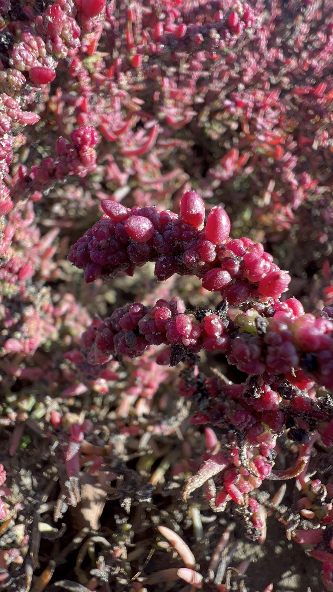 La salicornia e il salicornieto: scrigni di biodiversit allIdroscalo di Ostia